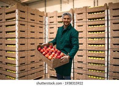 Portrait Of Worker Holding Crate Full Of Red Apples In Organic Food Factory Warehouse.