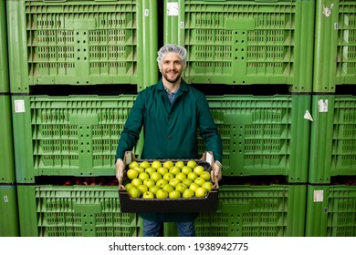 Portrait Of Worker Holding Crate Full Of Green Apples In Organic Food Factory Warehouse.