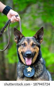 Portrait Of Working Police Dog On Leash Held By Handler