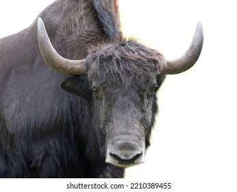 Portrait Yak Isolated On White Background