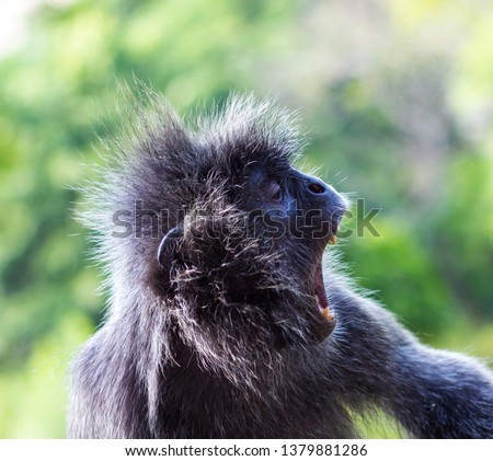 Similar – Image, Stock Photo Don’t feed the baboons III