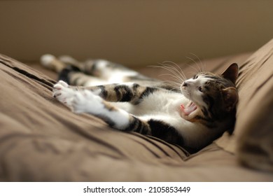 Portrait of yawning tabby cat