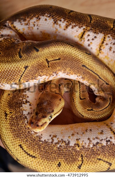 Portrait Yellow Ball Python Studio Stock Photo 473912995 | Shutterstock