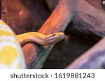 Portrait of a Yellow Burmese Python.