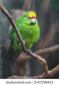 Portrait of Yellow crowned parakeet