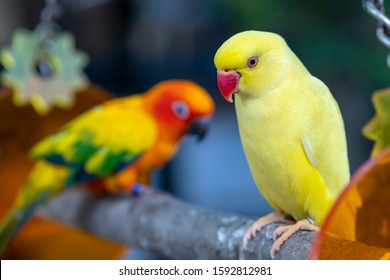 211 Yellow indian ringneck parrot Images, Stock Photos & Vectors ...