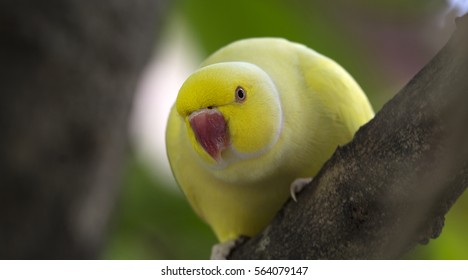Ringneck Parrot Images Stock Photos Vectors Shutterstock,Purple Finch Bird