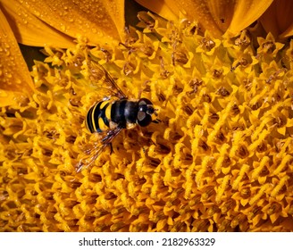 Portrait Of A Yellow Jacket Bee Standing On The Center Of A Sunf