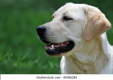 Portrait of a Yellow Labrador against a grassy background