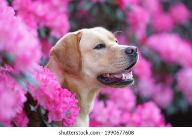 The portrait of a yellow Labrador Retriever dog posing outdoors in blooming rhododendron bushes with pink flowers