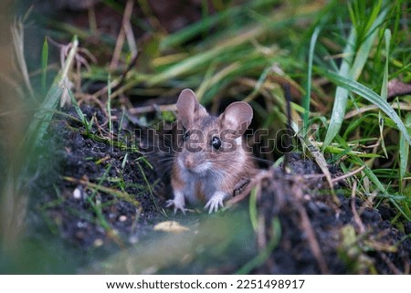 a portrait from a yellow necked mouse, apodemus flavicollis, in the garden on the floor at a winter morning