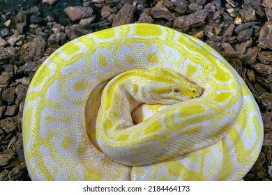 Portrait Of A Yellow Reticulated Python In A Reptile House