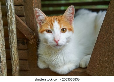 Portrait Of Yellow White Cat With Little Smug Face