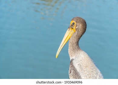 Portrait of yellow-billed stork (Mycteria ibis) with the River B