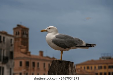 Portrait of Yellow-footed gull (Larus livens) on wooden pole against ancient buildings on blurred background at sunset in Venice, Italy. Beautiful bird seagull, dramatic cloudy blue sky - Powered by Shutterstock