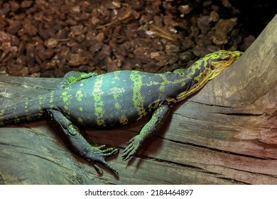 Portrait Of A Yellow-headed Water Monitor In A Reptile House