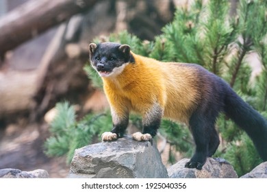 Portrait of yellow-throated marten with open mouth. Kharza (Martes flavigula) with beautiful shiny golden-yellow fur standing on the stone.