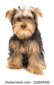 Portrait Of Yorkshire Terrier Isolated On White