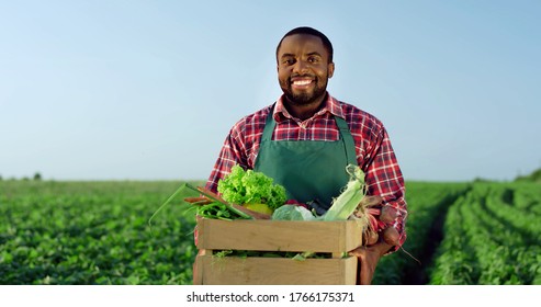 Portrait Of The Young African American Happy And Good Looking Male Farmer Standing In The Green Field During Harvesting In Summer And Holding A Box With Mature Vegetables.