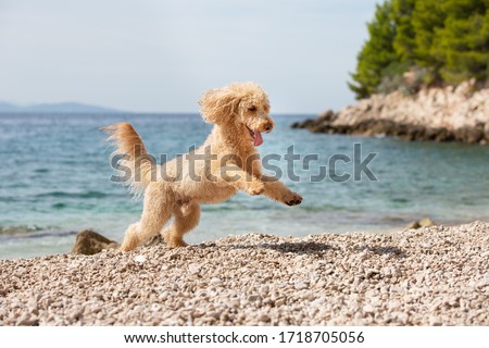 Portrait of a young apricot poodle dog on the sunny beach. A happy dog running and jumping joyfully on the beach on a sunny summer day, Bol, Island Brac, Croatia