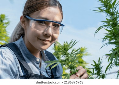 Portrait Young Asian Female Cannabis Scientist Working In Marijuana Research Farm, Woman Cannabis Worker With Herbal Alternative Medicine Plants In Hemp Field,commercial Cannabis Business Cultivation