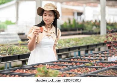 Portrait Of Young Asian Woman SME Small Business Entrepreneur As Cactus Plant Farm Owner Smile