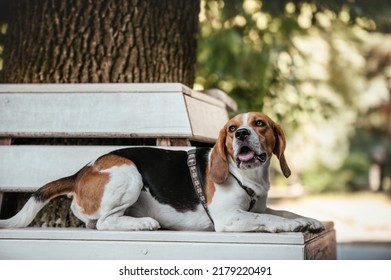 Portrait Of An Young Beagle Sitting In The Nature. Dog With Green Background And Flowers. Happy Small Hunting Dog Outside
