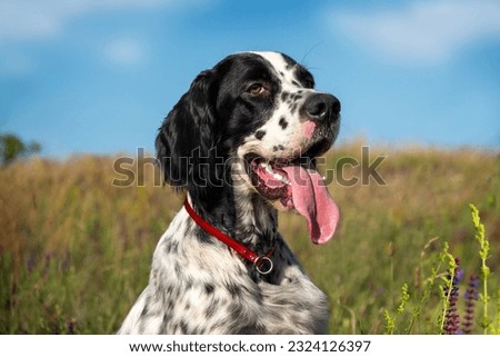 Portrait of a young beautiful dog breed English Setter on the background of a flowering meadow and a blue sky. Hunting dogs.