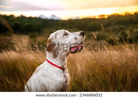 Portrait of a young beautiful dog of the English Setter breed in the rays of the evening sun against the background of a meadow and the evening sky. Hunting dogs.