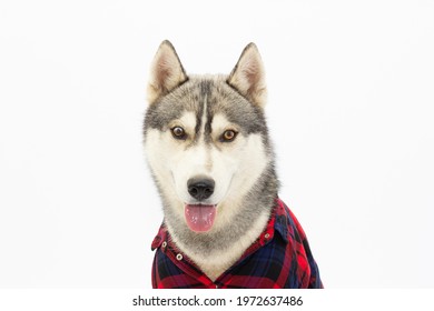 Funny Husky Stockfotos Bilder Und Fotografie Shutterstock