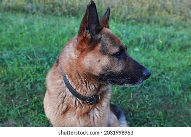 portrait of a young beautiful german shepherd