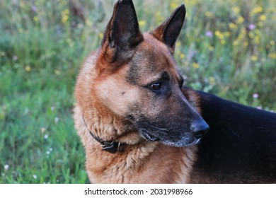 portrait of a young beautiful german shepherd