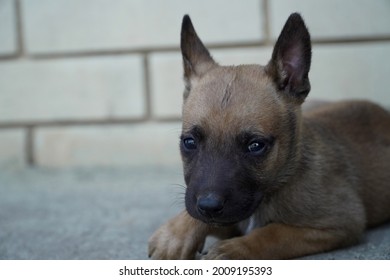 Police Dog Trainin High Res Stock Images Shutterstock