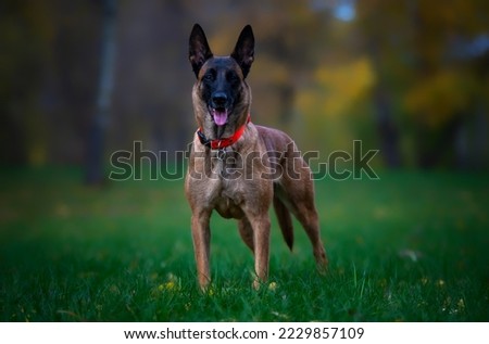 Portrait of young belgian shepherd malinois dog in the park