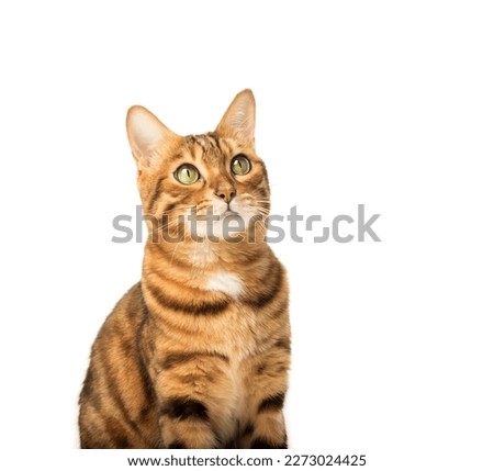 Portrait of a young bengal cat isolated on a white background.