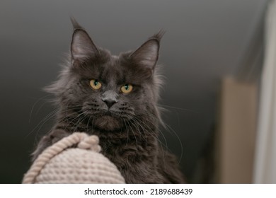 Portrait of a young black charming Maine Coon cat with orange eyes near the scratching post. Close-up. Beautiful long-haired Maine Coon cat.
