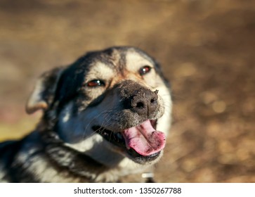 portrait of a young brown dog sitting on the street with dirty funny with her nose sticking her tongue  - Shutterstock ID 1350267788