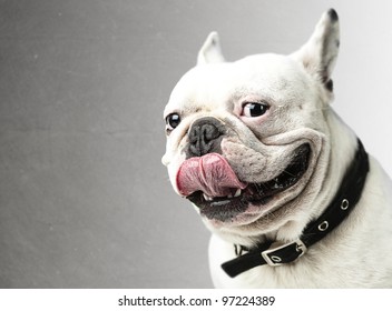 portrait of young bulldog showing the tongue against a grunge background