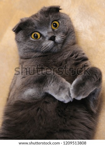 Similar – Image, Stock Photo cat wash Animal Pet Cat