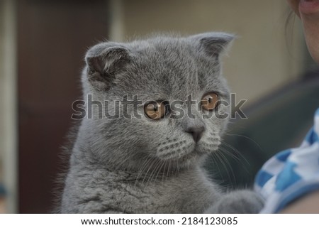 portrait of a young cat scotish fold