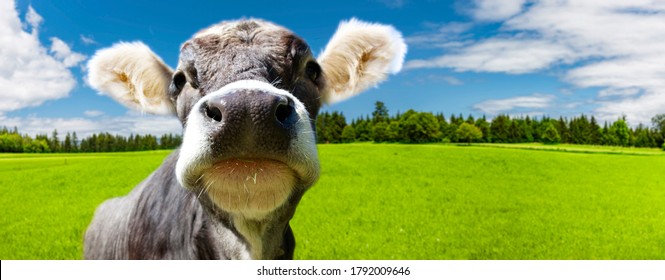 Portrait of a Young cow on a meadow