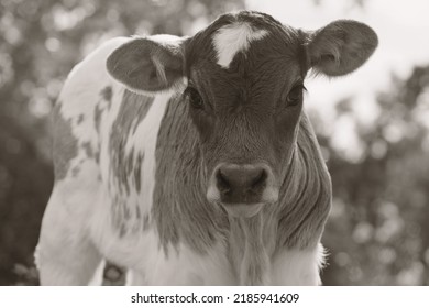 Portrait Of Young Cow Shows Calf In Sepia Rustic Color On Farm Closeup.