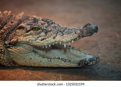 portrait of young crocodile