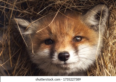 Fox Cub High Res Stock Images Shutterstock