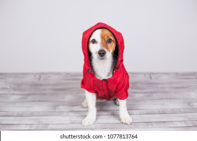 Portrait Of A Young Cute Small Dog Wearing A Red Water Coat With Hood. He Is Looking A The Camera, White Background. Lifestyle And Pets Indoors.