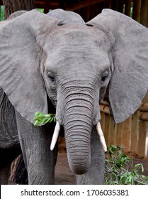 Portrait Of A Young Elephant Orphan (Loxodonta Africana) Who Will Soon Be Ready To Return To The Wild. Kibwezi Forest Reserve, Kenya.