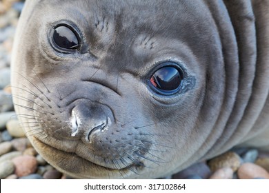 Portrait of the young elephant seal looking directly into the camera - Powered by Shutterstock