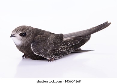 Portrait of an Young Eurasian Swift, isolated on white background