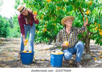 Portrait Of Young Farmer Couple Working Together In Summer Fruit Garden, Harvesting Ripe Peaches ..