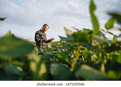 Portrait of young farmer standing in soybean field.